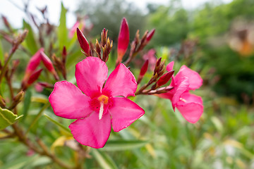 Image showing red Oleander plant flower blossom
