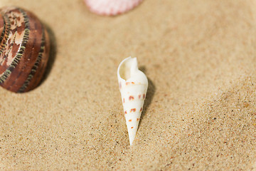 Image showing seashells on beach sand