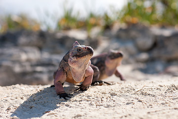 Image showing two exuma island iguanas in the bahamas