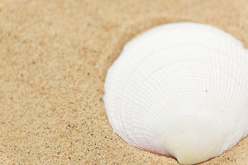 Image showing seashells on beach sand