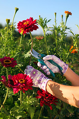 Image showing hands of gardener cutting red flower