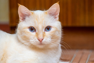 Image showing Portrait of a blue-eyed cat with milk-colored wool and tassels on the ears