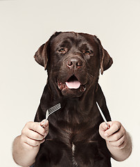 Image showing The collage with chocolate labrador and male hands. dog holding fork and spoon for eating isolated on white background