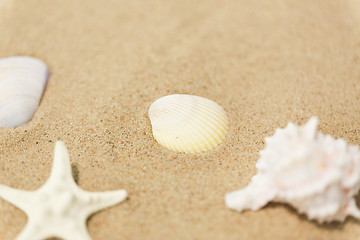 Image showing seashells on beach sand