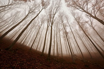 Image showing Autumn Forest Fog