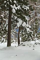 Image showing Winter Snowy Landscape