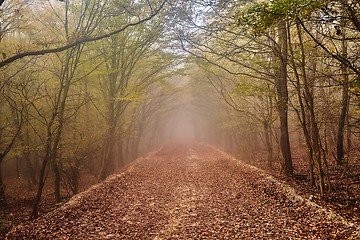 Image showing Forest path in mist