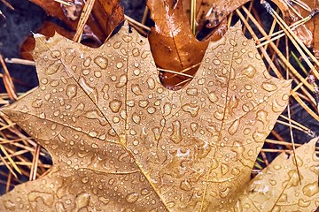 Image showing Autumn leaf on ground with raindrops