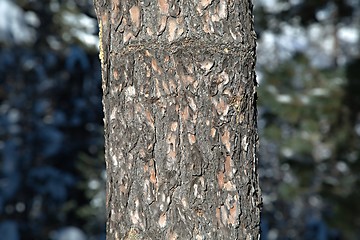 Image showing Tree trunk in a forest