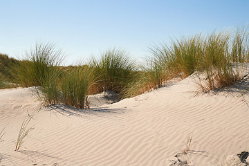 Image showing Sand dunes with grass