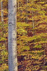 Image showing Autumn forest colors detail