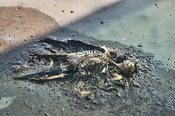 Image showing Dead bird body decomposing