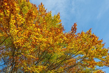 Image showing Autumn tree leaves