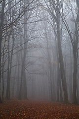 Image showing Autumn forest mist