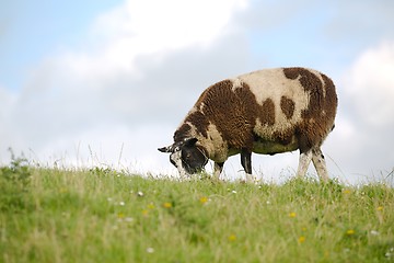 Image showing Ram grazing on a meadow