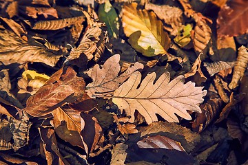 Image showing Fallen autumn leaves