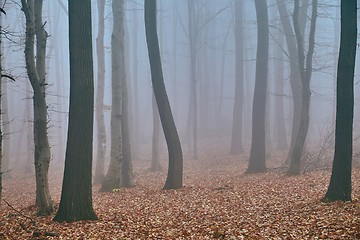 Image showing Autumn forest mist