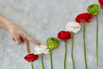 Image showing beautiful different flowers on a gray background