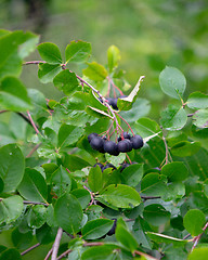 Image showing Useful eco-friendly chokeberry berries on a green branch in a summer garden