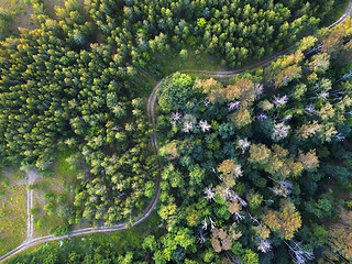 Image showing Aerial view from the drone of road through the forest in the summer.