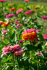 Image showing Blooming flower bed with flowers of zinia in a rural garden. Natural summer background