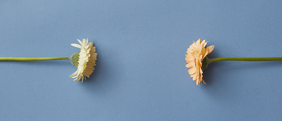 Image showing Minimal flower composition of gerberas on a blue paper background.