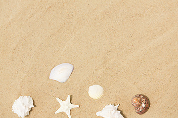 Image showing seashells on beach sand