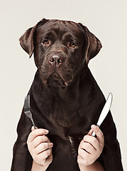 Image showing The collage with chocolate labrador and male hands. dog holding fork and spoon for eating isolated on white background