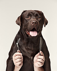 Image showing The collage with chocolate labrador and male hands. dog holding fork and spoon for eating isolated on white background