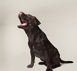 Image showing Labrador retriever breed dog barks dangerously teeth and catches treats wide angle