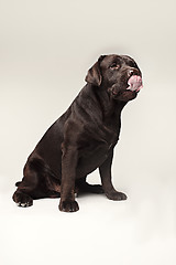 Image showing Labrador Retriever dog breed dog brown Wide tongue out hunger