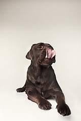 Image showing Labrador Retriever dog breed dog brown Wide tongue out hunger