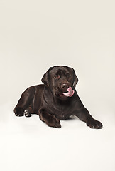 Image showing Labrador Retriever dog breed dog brown Wide tongue out hunger