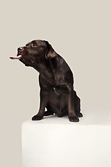 Image showing Labrador Retriever dog breed dog brown Wide tongue out hunger