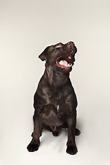 Image showing Labrador retriever breed dog barks dangerously teeth and catches treats wide angle