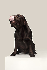 Image showing Labrador Retriever dog breed dog brown Wide tongue out hunger