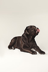 Image showing Labrador Retriever dog breed dog brown Wide tongue out hunger