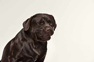 Image showing Close-up crying dog face