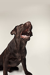 Image showing Labrador retriever breed dog barks dangerously teeth and catches treats wide angle