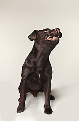 Image showing Labrador retriever breed dog barks dangerously teeth and catches treats wide angle