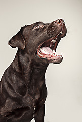 Image showing Labrador retriever breed dog barks dangerously teeth and catches treats wide angle