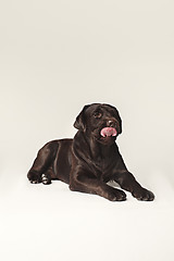 Image showing Labrador Retriever dog breed dog brown Wide tongue out hunger