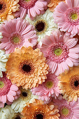 Image showing White, pink, orange gerbera, floral background. Flower concept