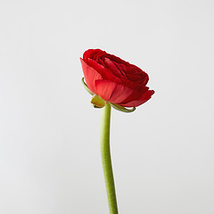 Image showing red ranunculus flower on a gray background