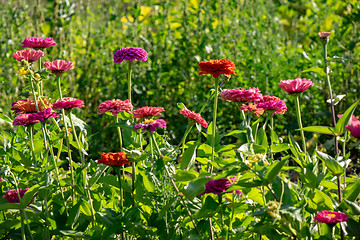 Image showing Various colorful flowers of cynia in the garden on a sunny day. Flower layout