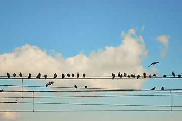 Image showing Group pigeons of sitting on wires