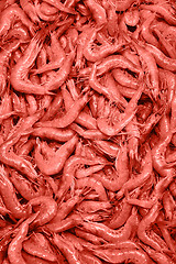 Image showing Natural fresh raw shrimp background in a pantone trendy color of the year 2019 Living Coral.