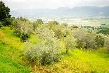 Image showing old olive trees