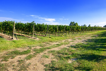 Image showing typical vineyard in northern Italy Trentino