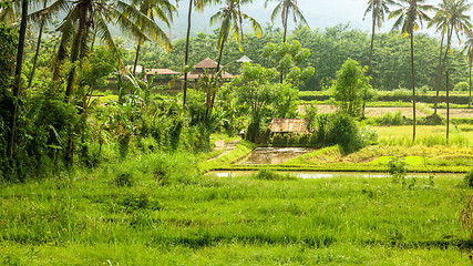 Image showing Bali landscape with verdant green rice field